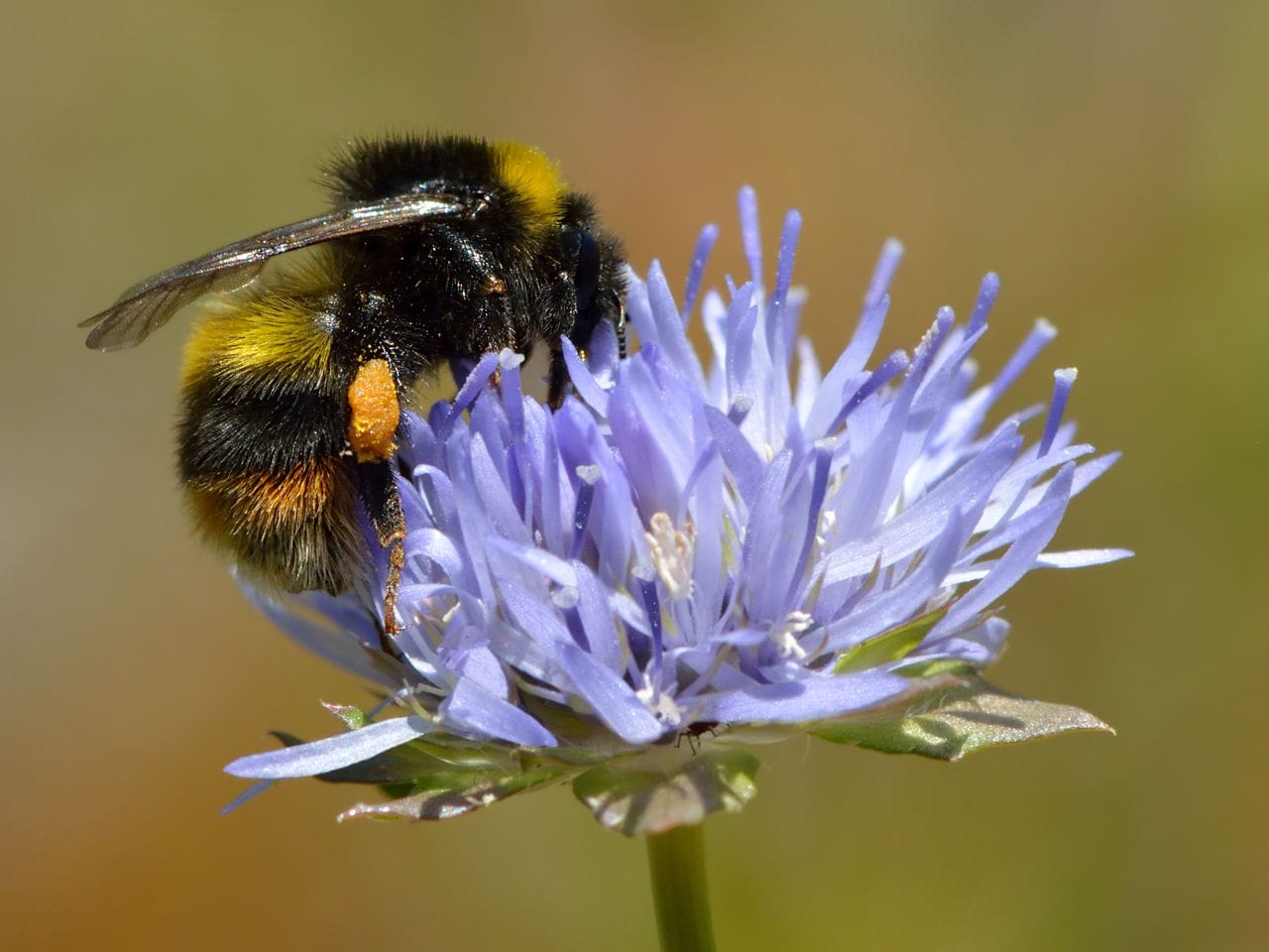 Jasione montana